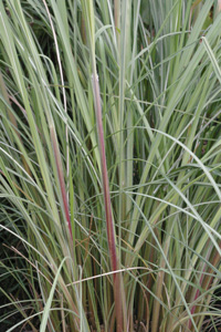 Saccharum (Erianthus) ravennae