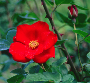 Rosa 'Altissimo' (Delbard-Chabert, 1966)