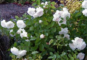 Rosa 'Boule de Neige' (Lacharme, 1867)