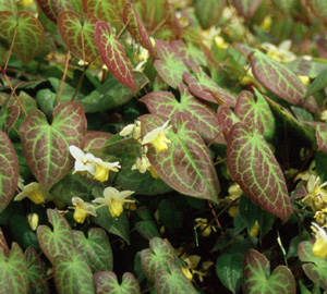 Epimedium versicolor (x) 'Sulfureum'