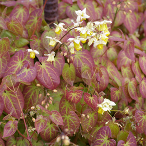 Epimedium versicolor(x) 'Neosulfureum'