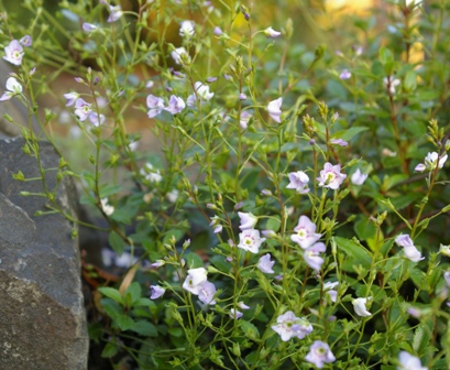 Parahebe catarractae 'Delight' (Blue)