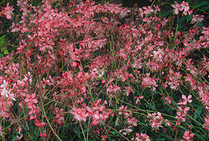 Gaura lindheimeri 'Siskiyou Pink'
