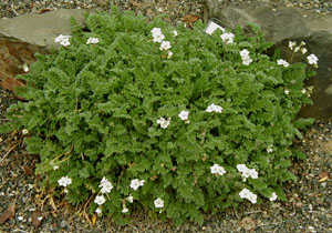 Erodium chrysanthum