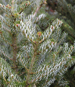 Abies koreana 'Silberlocke' ('Horstmann Silberlocke')