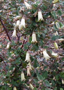 Correa backhouseana