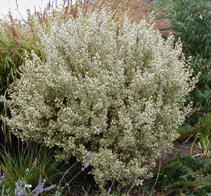 Rhamnus alaternus 'Argenteovariegata' ('Variegata')