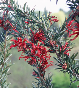 Grevillea 'Orange Sparkler'