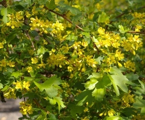 Ribes odoratum (aureum)