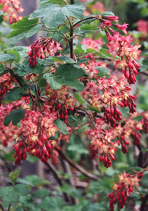 Ribes x gordonianum