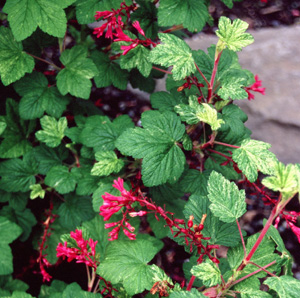 Ribes sanguineum 'Variegata'