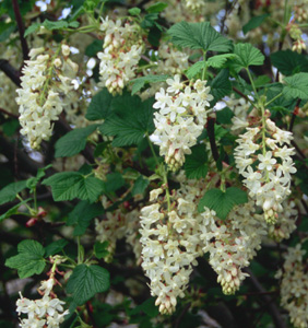 Ribes sanguineum 'White Icicle' ('Icicle')