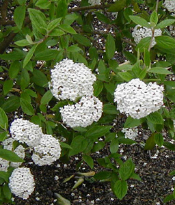 Viburnum x burkwoodii