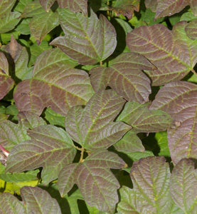 Viburnum opulus 'Nanum'