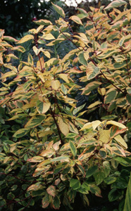 Cornus stolonifera 'Hedgerows Gold'