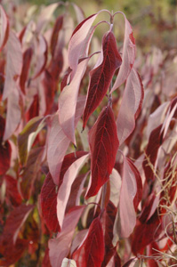 Cornus alba 'Red Gnome'