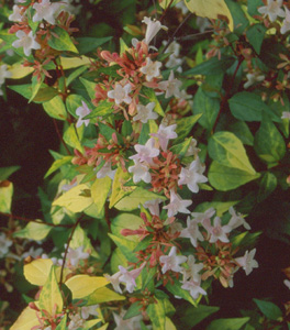 Abelia grandiflora(x) 'Francis Mason'