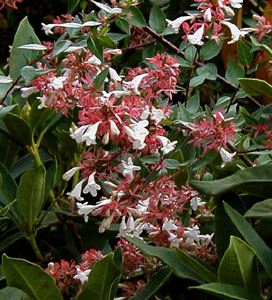 Abelia x grandiflora