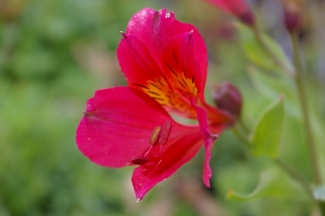 Alstroemeria 'Red Rose'