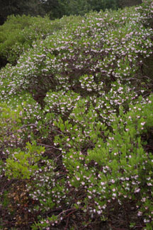 Arctostaphylos densiflora 'Harmony'