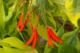 Begonia boliviana