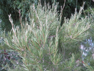 Callistemon pityoides 'Mt. Kosciuszko Form'