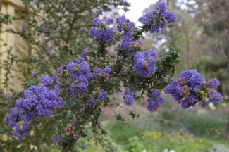 Ceanothus 'Dark Star'