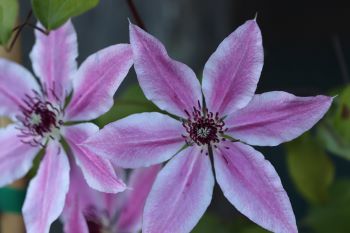 Clematis 'Lincoln Star'