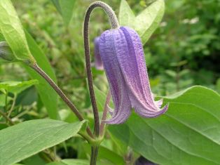 Clematis 'Oborozukiyo'