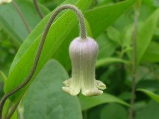 Clematis 'Utsusemi'