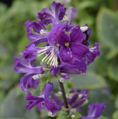 Clematis heracleifolia 'China Purple'