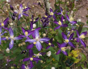Clematis aromatica