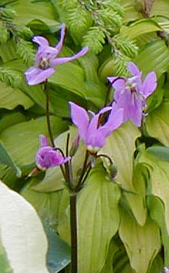 Dodecatheon meadia 'Pink'