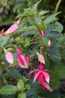Fuchsia 'Groene Kans Glorie'