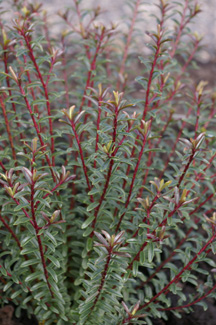 Hebe odora (anomala) 'Purpurea Nana'