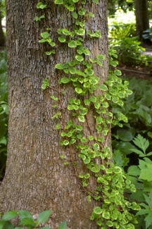 Hydrangea anomala subsp. petiolaris 'Miranda'
