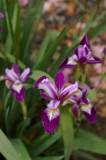 Iris versicolor 'Wild Wine'