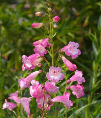 Penstemon 'Hidcote Pink' shows mid-sized candy pink flowers with dark 