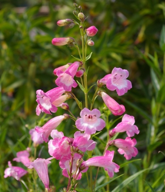 Penstemon 'Hidcote Pink' shows mid-sized candy pink flowers with dark