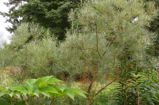 Salix elaeagnos ssp. angustifolia