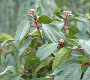 Viburnum cinnamonifolium