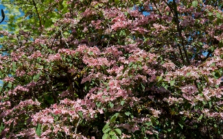 Viburnum plicatum f. tomentosum 'Pink Beauty'