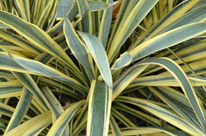 Yucca filamentosa 'Bright Edge'