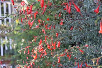 Zauschneria 'Bowman's Hybrid'