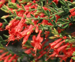 Zauschneria cana ssp. latifolia