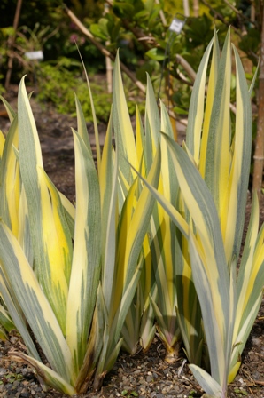 Acorus calamus 'Variegatus'