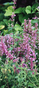 Agastache pringlei