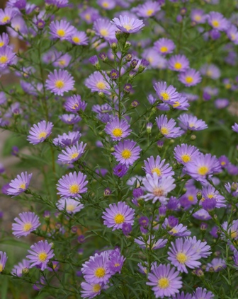 Aster 'Blue Butterfly'