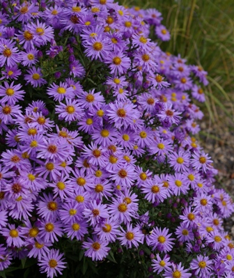 Aster novi-belgii 'Lady in Blue'