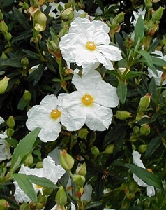 Cistus 'Elma'